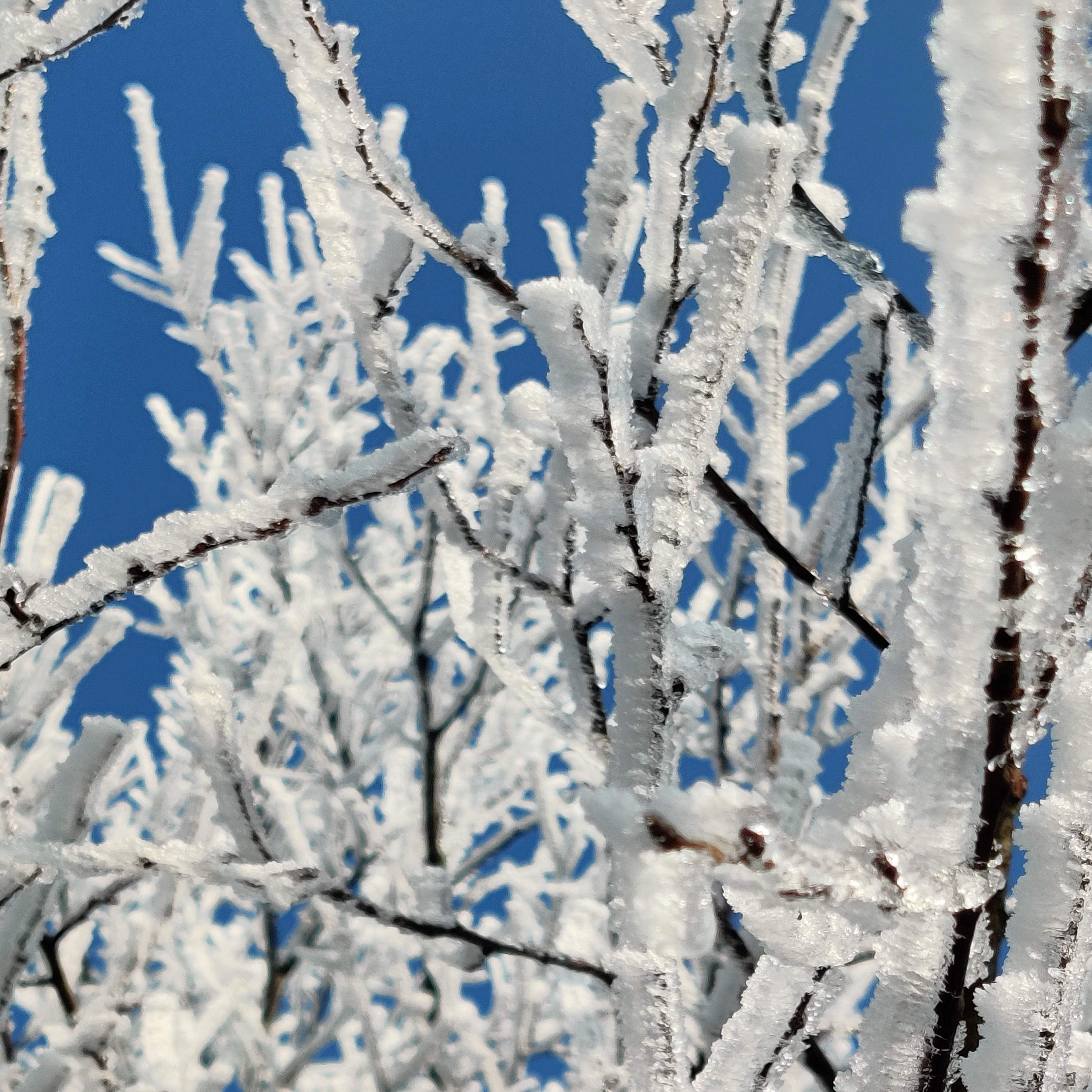 freddo castelsangiovanni